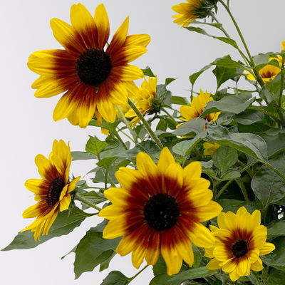 Sonnenblume gelb-bronze, Topf-Ø 14 cm, 3 Pflanzen