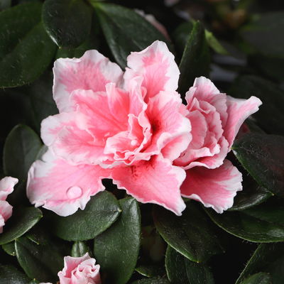 Azalee, rosa-weiß gefüllt im Keramiktopf Dallas anthrazit, Topf-Ø 12 cm, 3er-Set