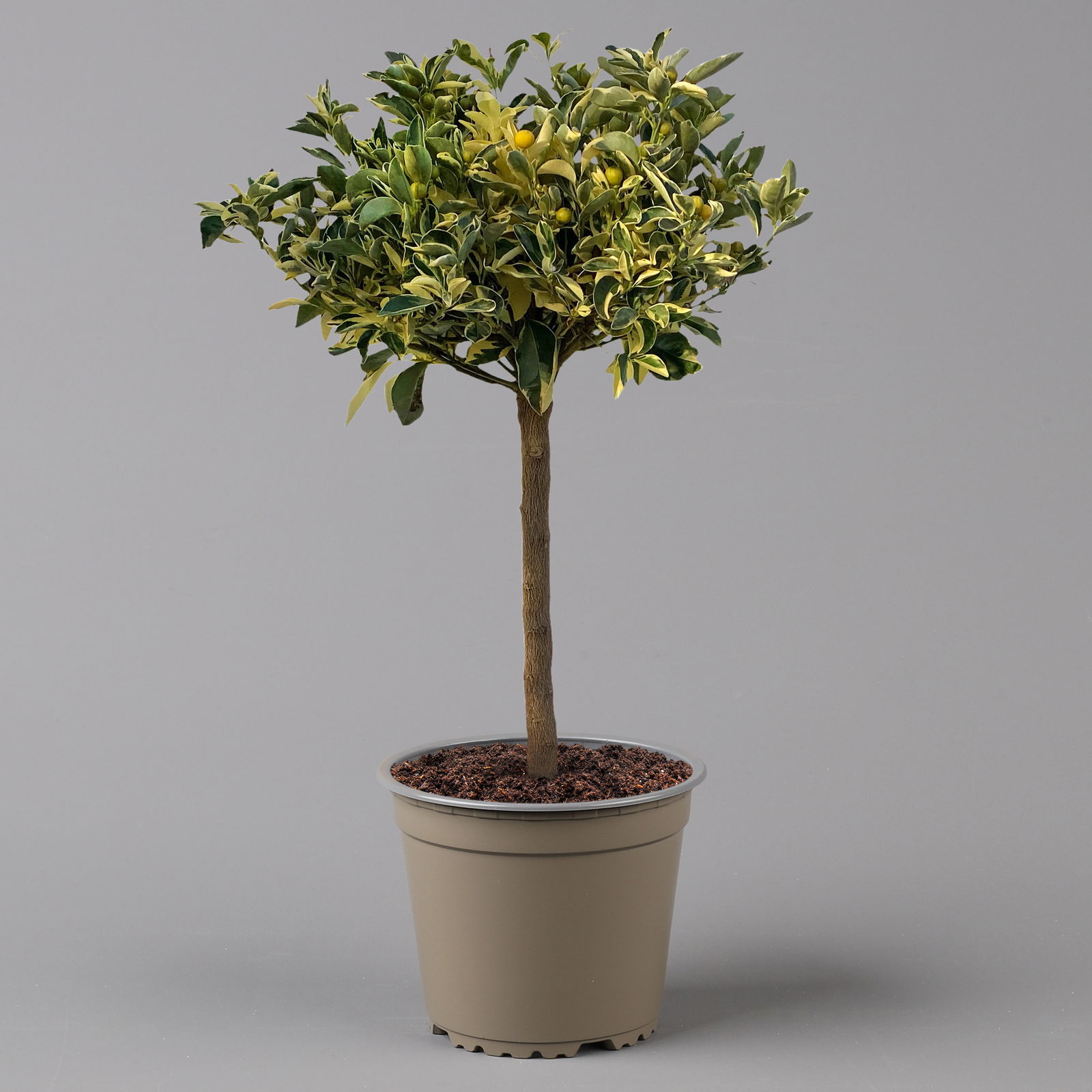 Calamondin 'Variegata', Stamm, Topf-Ø 20 cm, Höhe 70 cm