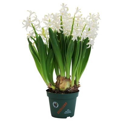 Hyazinthe, weiß, rosa & blau, vorgetrieben, Topf-Ø 14 cm, 3 Pflanzen