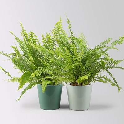 Schwertfarn in Übertopf Dallas seegrün & gletscherblau, Topf-Ø 12cm, 2 Pflanzen