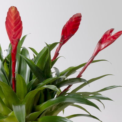 Vrisea 'Astrid', rot, Topf-Ø 12 cm, Höhe ca. 35 cm, 2 Pflanzen Vrisea 'Astrid', rot, Topf-Ø 12 cm, Höhe ca. 35 cm, 2 Pflanzen