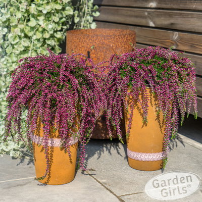 Knospenheide 'Rasta Girls®', überhängend, rot, Topf-Ø 13 cm, 6 Pflanzen Knospenheide 'Rasta Girls®', überhängend, rot, Topf-Ø 13 cm, 6 Pflanzen