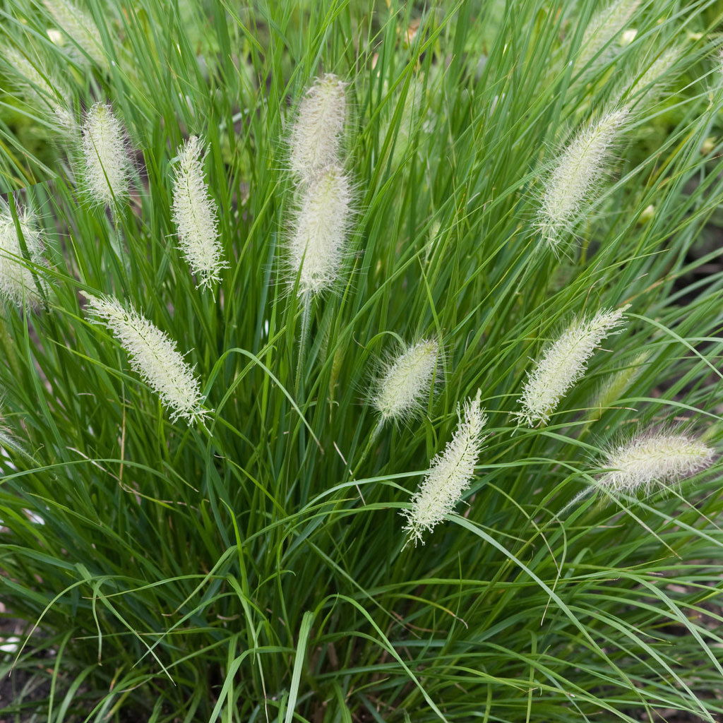 Bio ZwergLampenputzergras 'Little Bunny', gelbbraun, kaufen