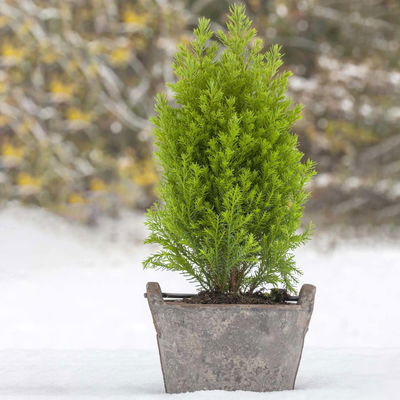 Gelbe Kegelzypresse 'Ellwood's Gold'