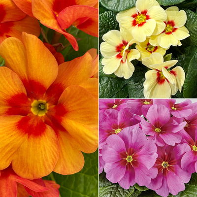 Primel 'Raesberry', Farben zufällig, mit rotem Auge Topf-Ø 11 cm, 8 Pflanzen Primel 'Raesberry', Farben zufällig, mit rotem Auge Topf-Ø 11 cm, 8 Pflanzen