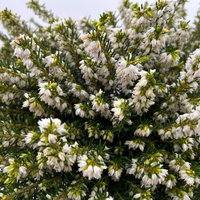 Winterheide, weiß, Topf-Ø 13 cm, 6 Pflanzen Winterheide, weiß, Topf-Ø 13 cm, 6 Pflanzen