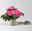 Edellieschen, rosa, Topf-Ø 12 cm, 6 Pflanzen