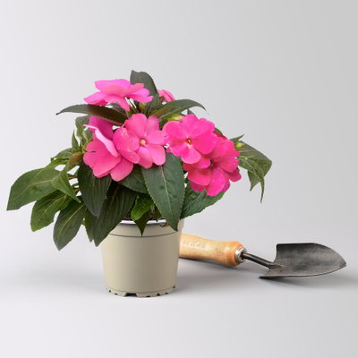 Edellieschen, rosa, Topf-Ø 12 cm, 6 Pflanzen Edellieschen, rosa, Topf-Ø 12 cm, 6 Pflanzen