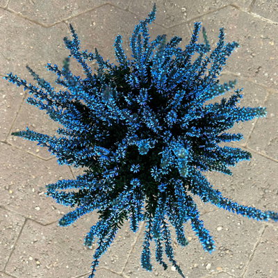 Knospenheide 'Picasso', blau & weiß gefärbt, Topf-Ø 12 cm, 6 Pflanzen Knospenheide 'Picasso', blau & weiß gefärbt, Topf-Ø 12 cm, 6 Pflanzen