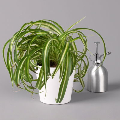 Grünlilie 'Bonnie' mit Keramiktopf Dallas weiß, Topf-Ø 12 cm, 2er-Set