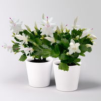 Weihnachtskaktus, weiß, mit Übertopf Dallas weiß, Topf-Ø 12 cm, 2 Pflanzen