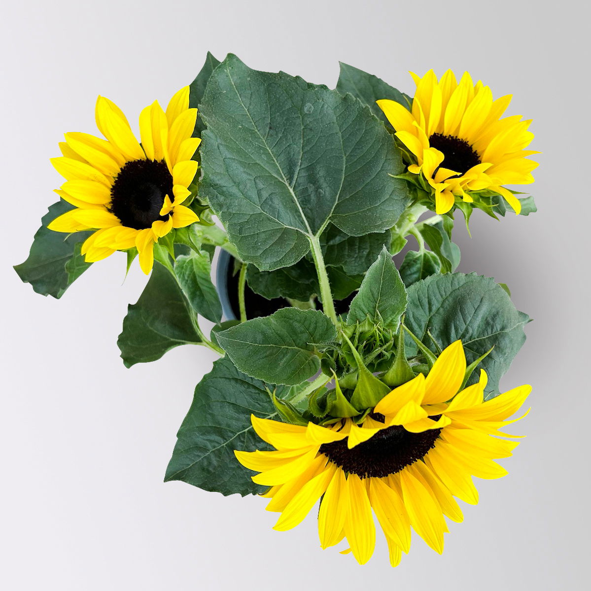 Sonnenblume 'Sunsation'® ,gelb, verzweigt, Topf-Ø 13 cm, 3 Pflanzen