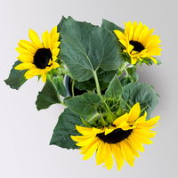 Sonnenblume 'Sunsation'® ,gelb, verzweigt, Topf-Ø 13 cm, 3 Pflanzen