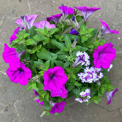 Eisenkraut/Petunien Duo, lila, Topf-Ø 14 cm, 4 Pflanzen