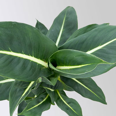 Dieffenbachie 'Green Magic', Topf-Ø 17cm, inkl. Übertopf Byron