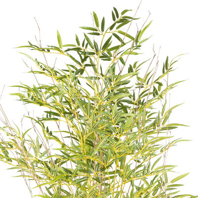 Kunstpflanze Miniblatt-Bambus, Höhe ca. 185 cm Kunstpflanze Miniblatt-Bambus, Höhe ca. 185 cm