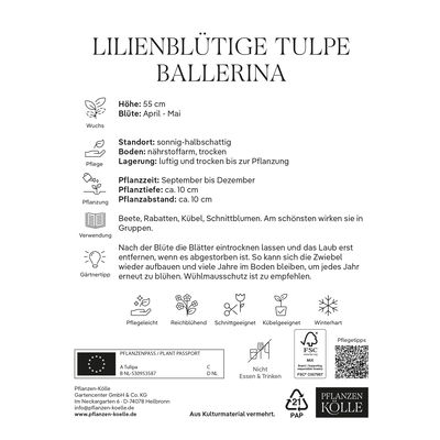 Kölles Beste Lilienblütige Tulpen Ballerina orange, 7 Stück