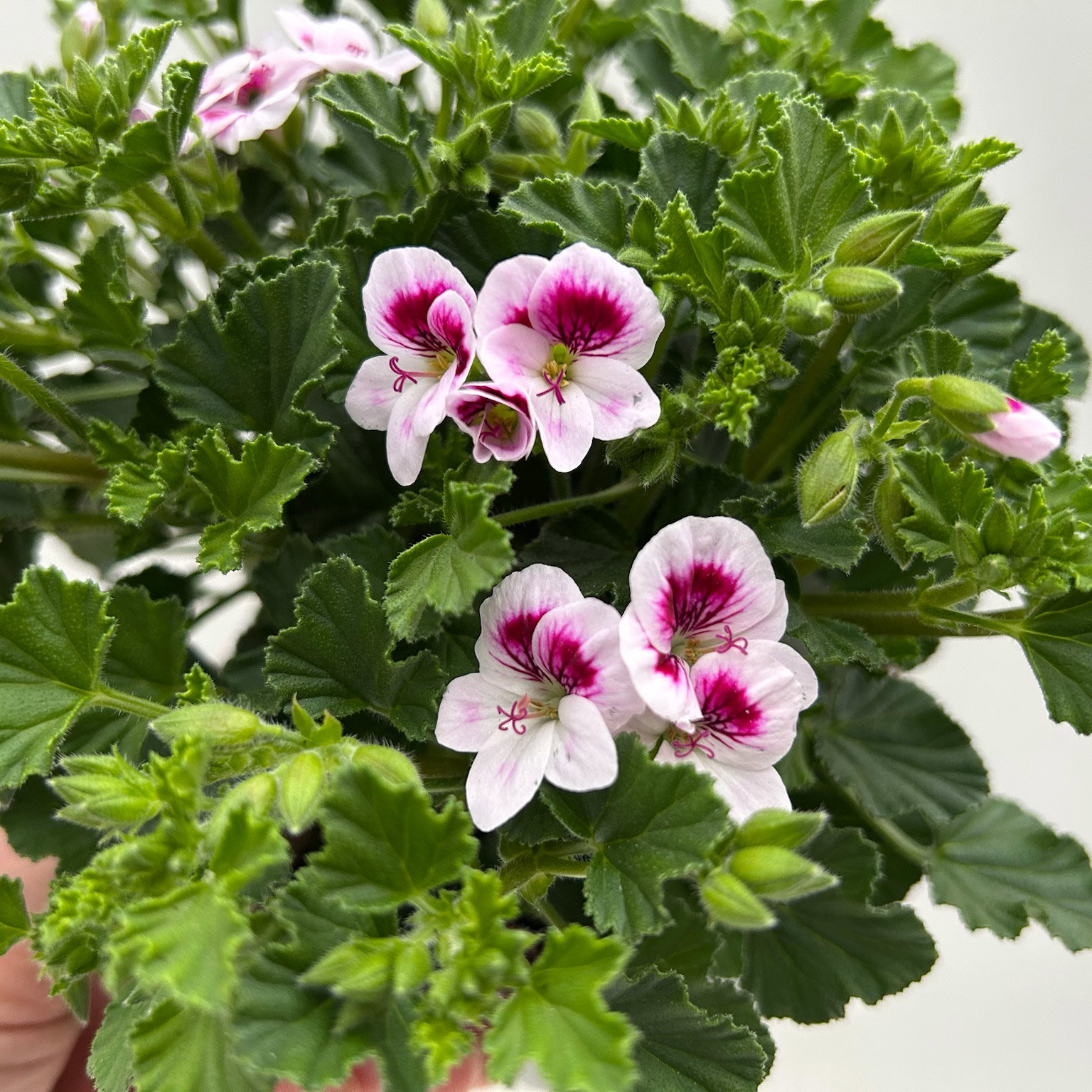 Geranie 'Angel® Lisa®', weiß-bordeaux, Topf-Ø 12cm, 6 Pflanzen