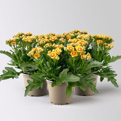 Kalanchoe 'Queen'®, gelb-rot, Topf-Ø 14 cm, 3 Pflanzen