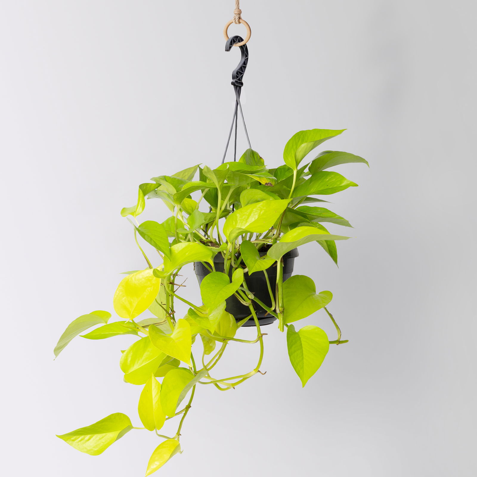 Grünpflanzen-Set Episches-Trio, Hängeampel-Ø 15 cm, 3 Pflanzen