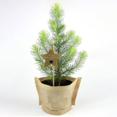 Blu Bio Weihnachtsbäumchen, Topf-Ø 12 cm, 6er Set Blu Bio Weihnachtsbäumchen, Topf-Ø 12 cm, 6er Set