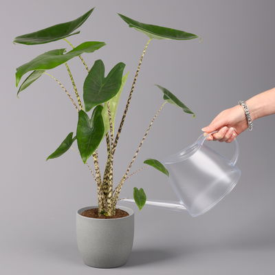 Alocasia 'Zebrina', Topf-Ø 14 cm, Höhe ca. 45 cm