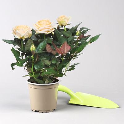 Rose 'Belami Kordana® Grande', creme, Topf-Ø 10,5 cm, 3 Pflanzen