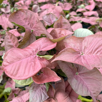 Syngonium 'Neon', Topf-Ø 12cm, 2 Pflanzen