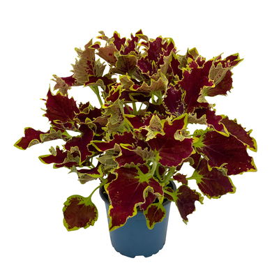 Buntnessel 'Crown Jewel',  braunrot, Topf-Ø 12 cm, 6 Pflanzen