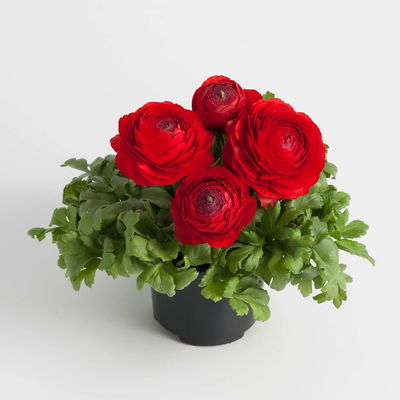 Ranunkel, rot, Topf-Ø 10,5 cm, 6 Pflanzen