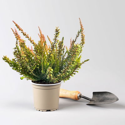 Calluna-Erica Mix 'Tornados®', Topf-Ø 13 cm, 4 Pflanze