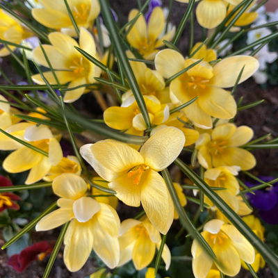 Wild Krokus 'Cream Beauty', hellgelb bis cremeweiß, Topf-Ø 10,5 cm, 6 Pflanzen