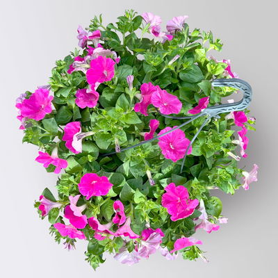 Petunie, magenta, hängend, Ampeltopf-Ø 25/27 cm