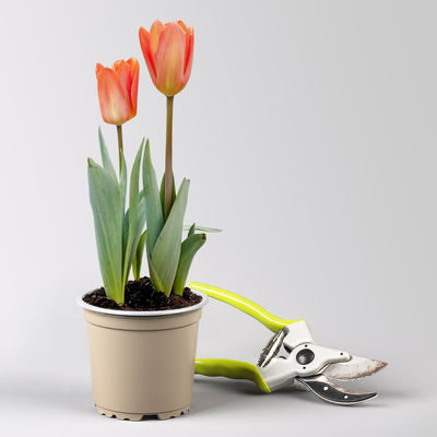 Pflanzenkreation Frühlingskick, 12 Pflanzen inkl. Erde