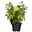 Zwerg-Rispenhortensie, Hydrangea paniculata 'Little Lime'®, 3er-Set, Topf 5 l