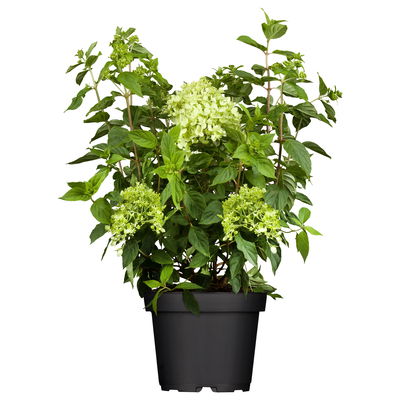 Zwerg-Rispenhortensie, Hydrangea paniculata 'Little Lime'®, 3er-Set, Topf 5 l Zwerg-Rispenhortensie, Hydrangea paniculata 'Little Lime'®, 3er-Set, Topf 5 l