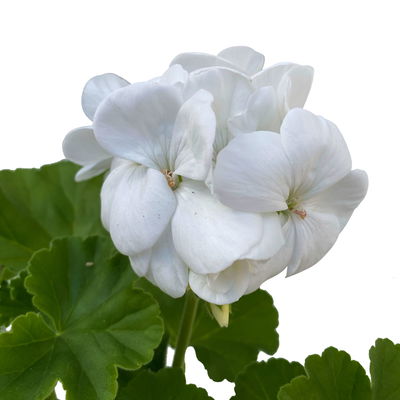 Geranie weiß, stehend, Topf-Ø ca. 10,5 cm, 8 Pflanzen