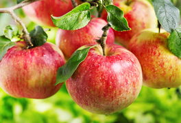 Äpfel Äpfel