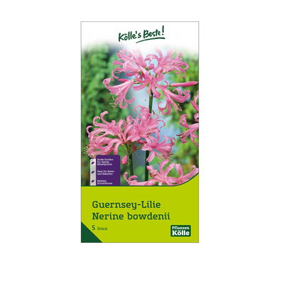 Guernsey-Lilie 'Nerine bowdenii' rosa, 5 Blumenzwiebeln Guernsey-Lilie 'Nerine bowdenii' rosa, 5 Blumenzwiebeln
