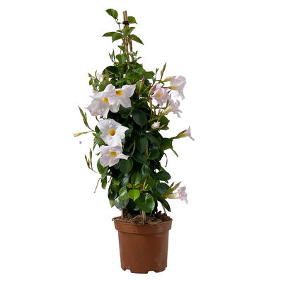 Dipladenie, weiß, Pyramide, Topf-Ø 17 cm, Höhe ca. 70 cm, 2 Pflanzen