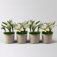 Wildtulpe, weiß, einfach blühend, mit Gras, Topf -Ø 9 cm, 4 Pflanzen