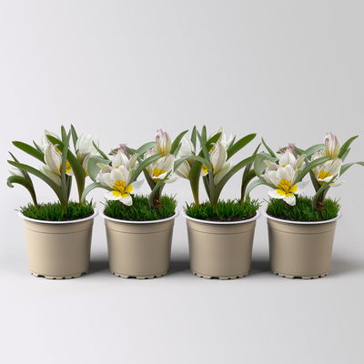 Wildtulpe, weiß, einfach blühend, mit Gras, Topf -Ø 9 cm, 4 Pflanzen