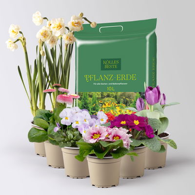 Pflanzen-Set Lila Frühlingsboten, 6 Pflanzen inkl. Erde