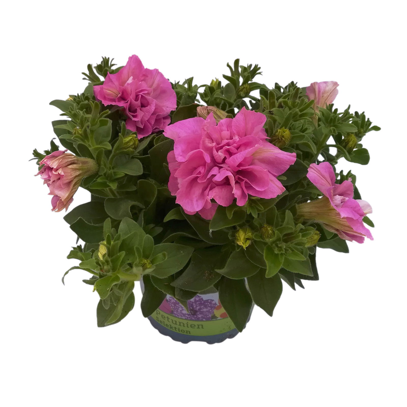 Petunie rosa, gefüllt, hängend, Topf-Ø 13 cm, 6 Pflanzen