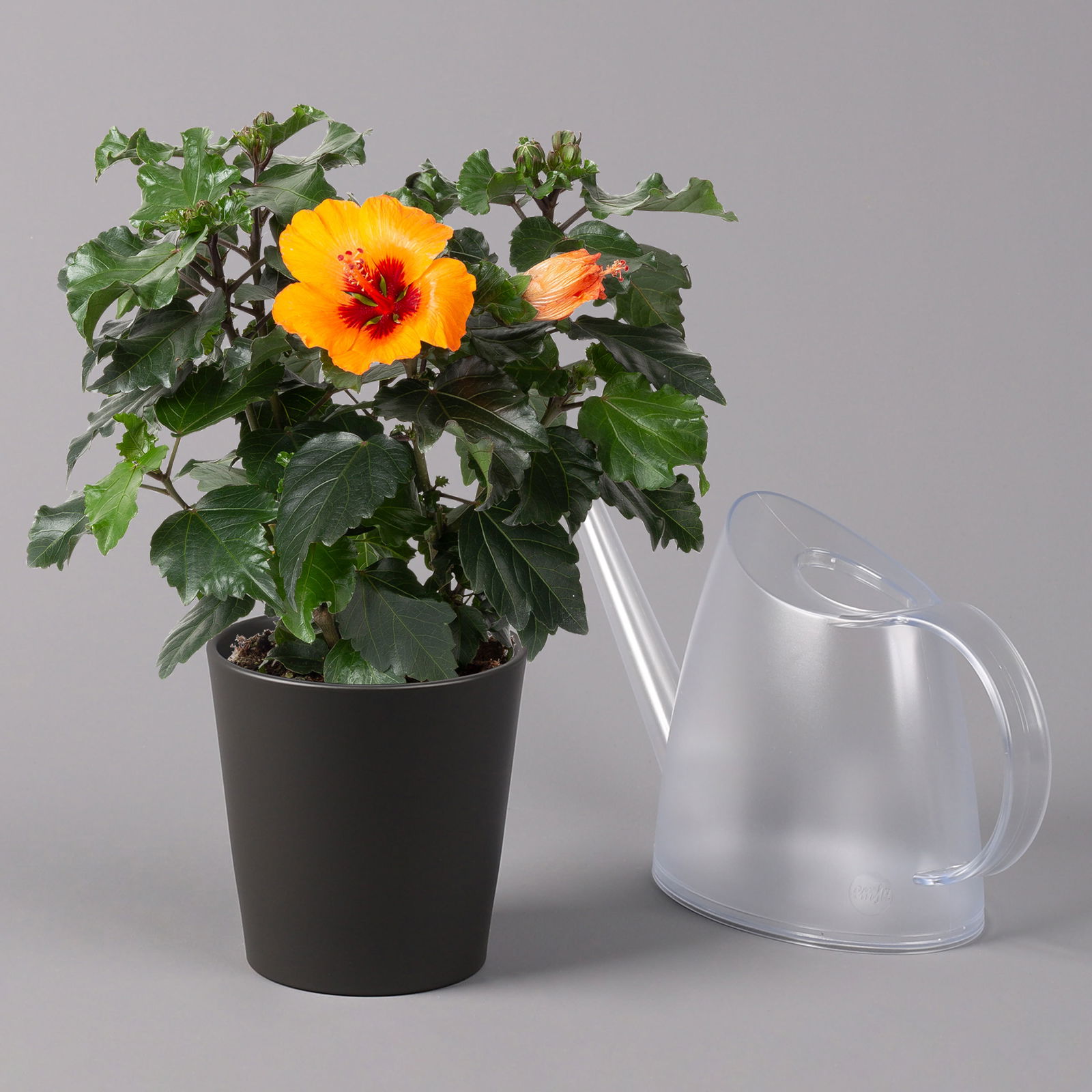 Hibiskus, Graff® 'Petit Orange', in Keramiktopf anthrazit, Topf-Ø 13 cm, 2er-Set