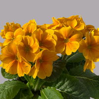 Hohe Schlüsselblume 'Inara® Orange', dunkelgelb/orange, Topf-Ø 13 cm, 6 Pflanzen Hohe Schlüsselblume 'Inara® Orange', dunkelgelb/orange, Topf-Ø 13 cm, 6 Pflanzen
