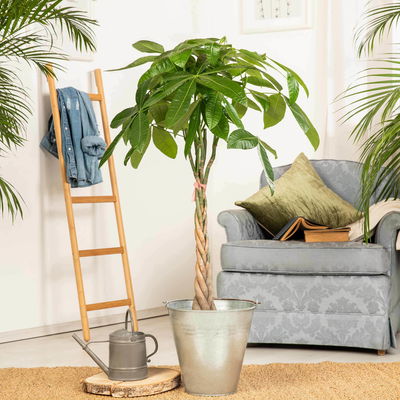 Glückskastanie, Topf-Ø 21 cm, Höhe ca. 100 cm Glückskastanie, Topf-Ø 21 cm, Höhe ca. 100 cm