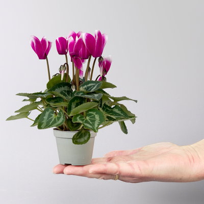 Alpenveilchen Outdoor 'Fantasia', Mini , lila-weiß, Topf-Ø 6 cm, 10 Pflanzen Alpenveilchen Outdoor 'Fantasia', Mini , lila-weiß, Topf-Ø 6 cm, 10 Pflanzen