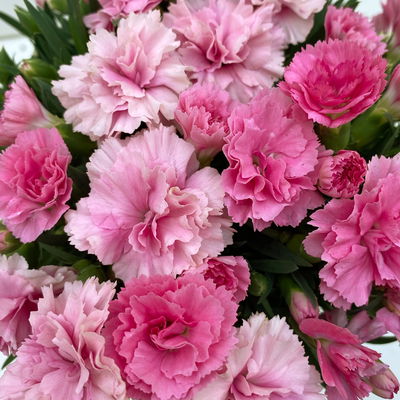 Stauden-Nelke 'I Love U', pink-rosa-weiß, Topf-Ø 14 cm, 4 Pflanzen